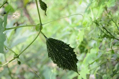 Oliver F1 BEST QUALITY BITTER GOURD SEEDS Seed(25 per packet)