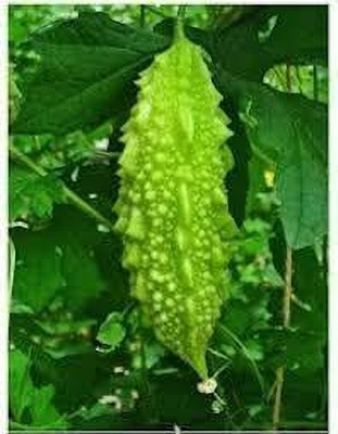 BDSresolve Hybrid bitter gourd seeds for plant,long bitter gourd seeds pack of 40 Seed(40 per packet)