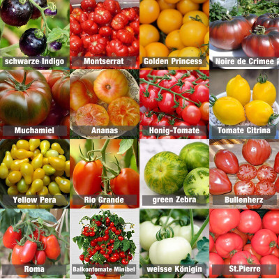the green dotcom Fresh Tamato Hybrid Eco-friendly Seed(105 per packet)