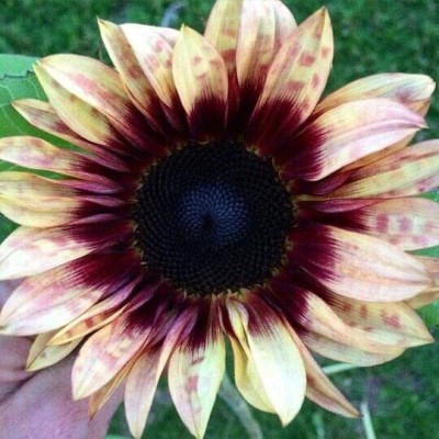 Aywal Sunflower Russian Giant Flower Seeds For Home Gardening Seed(100 per packet)