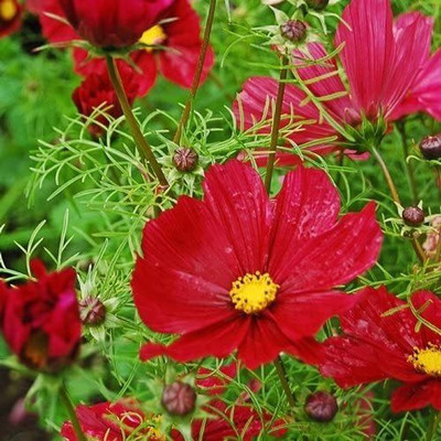 CYBEXIS F1 Hybrid COSMOS - GAZEBO RED Seed(50 per packet)