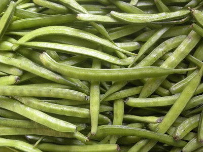 XOLDAA CLUSTER BEANS SEEDS Seed(21 per packet)
