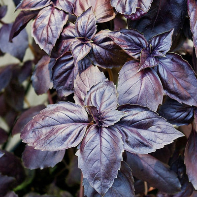 WILLVINE XLR-5 Basil 'Osmin Purple' Seed(1000 per packet)