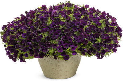WHADE Midnight Petunia Seed(70 per packet)