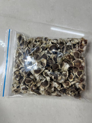 Seedsilk Moringa, Drumstick Seeds- PKM-1 Seed(37 per packet)