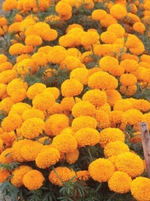 Quentova African Garden Seeds Flower Marigold/Gainda Orange Seed(100 per packet)