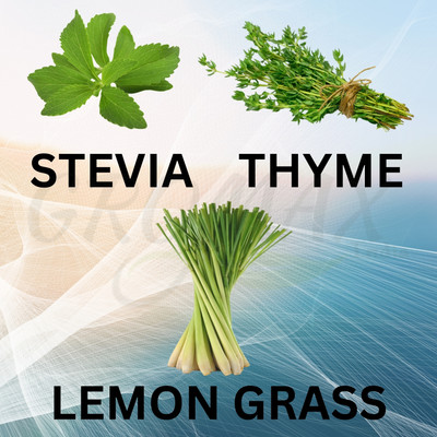 Gromax India GROMAX INDIA COMBO OF 3 STEVIA,LEMON GRASS AND THYME Seed(40 per packet)