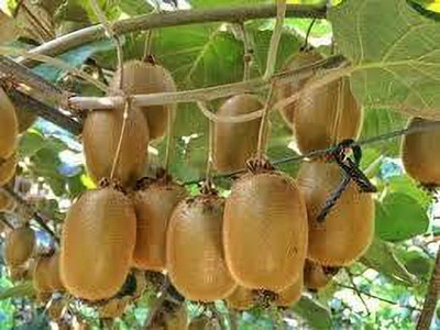 XOLDAA KIWI HYBRID F1 QUALITY FRUIT Seed(153 per packet)
