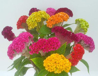Lorvox Cockscomb Hybrid Flower Seed(110 per packet)