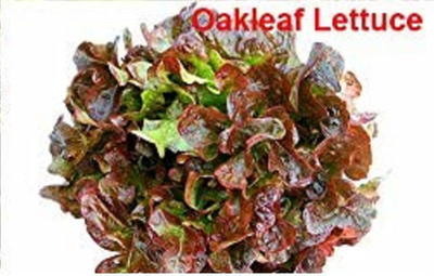 CYBEXIS Oakleaf Lettuce Seeds2000 Seeds Seed(2000 per packet)