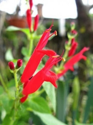 Qualtivate VXL-3AT PINEAPPLE SAGE Red Salvia Elegans Seed(100 per packet)