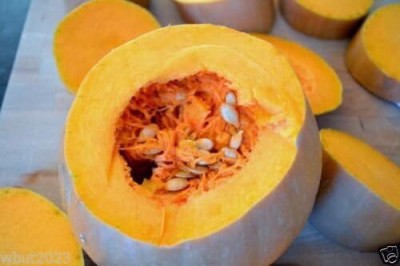 Qualtivate PUA-9A Neck Pumpkin(PA Dutch Crookneck squash) Seed(50 per packet)