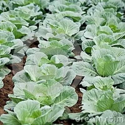 Aro Cabbage Seed(170 per packet)