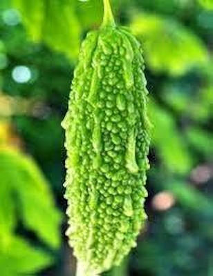 BDSresolve Hybrid bitter gourd seeds pack of 26 Seed(26 per packet)