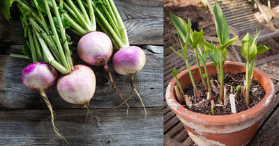 Aywal Turnip Shalgam White Purple Seed(1000 per packet)