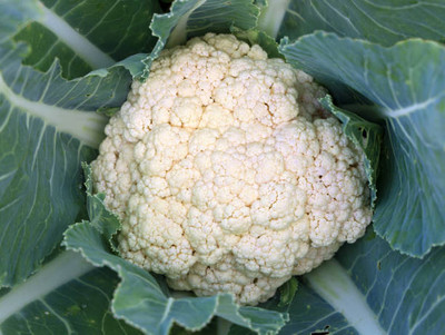 Ariston Thermo white cauliflower,gobhee seeds Seed(13 per packet)