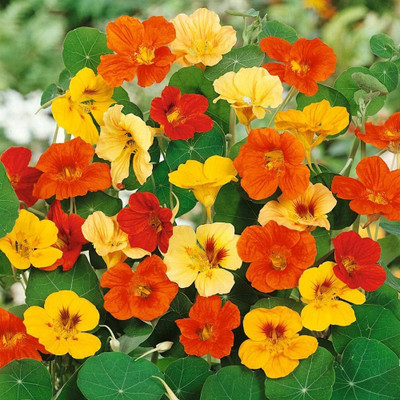 Infintegreen Nasturtium flower Seed(100 per packet)