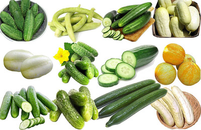 CYBEXIS GBPUT-95 - Cucumber Mix 12 Varieties - (150 Seeds) Seed(150 per packet)