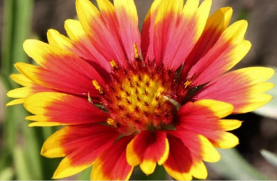 WATIKA Blanket Flower Seed(20 per packet)
