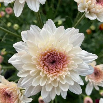 XOLDA Chrysanthemum white flower Seed(33 per packet)