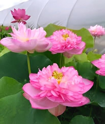 LPR LOTUS Seed(45 per packet)