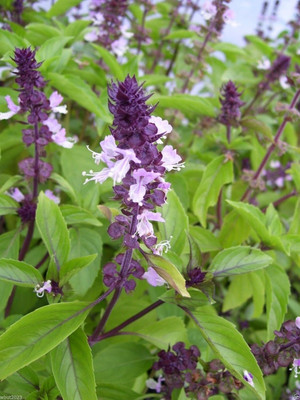 Qualtivate Basil Cinnamon Ocimum Basilicum Seed(1000 per packet)