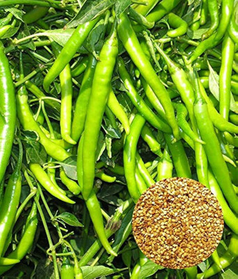 BDSresolve Chilli seeds variety PACK OF 57 Seed(57 per packet)