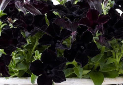 VibeX VXI-70 - Crazytunia Black Mamba Petunia - Rare Find - (540 Seeds) Seed(540 per packet)