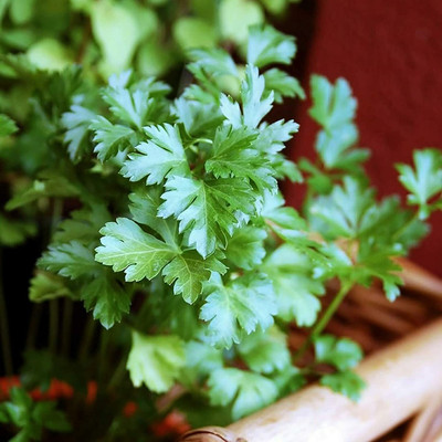 CYBEXIS Flat Leaf Seeds for Home Yard - Parsley Seeds700 Seeds Seed(700 per packet)