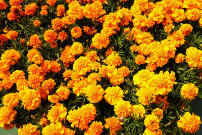 Desi Nushke marigold,gende ka phool seeds Seed(21 per packet)