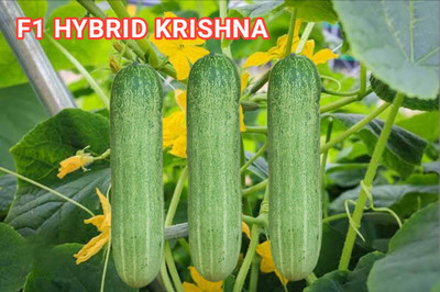 Cloud Farm 10G Krishna cucumber seeds (Desi types) Highest yield variety 30-35 day fruiting Seed(10 g)