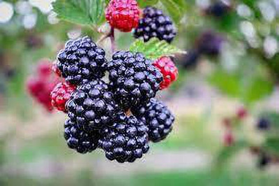 Oliver mulberry(shahatoot) Seed(105 per packet)