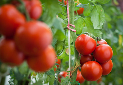 SAMS AGRO tomato Seed(130 per packet)
