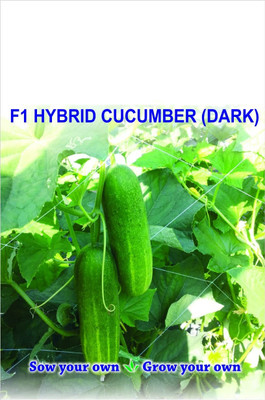 Qualtivate PUA-8A Winter Hybrid Cucumber Seeds Seed(300 per packet)