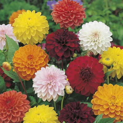 Aywal Harlequin Mix Bi-Color Dahlia Flower Seed(1 g)