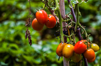 OUR BAZAAR tomato Seed(85 per packet)