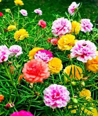 Dasstore Portulaca MULTIPLE COLOUR seeds pack of 100 Seed(30 per packet)