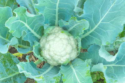 gelunix white cauliflower,gobhee seeds Seed(25 per packet)