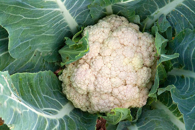 Hybrid Galaxy white cauliflower,gobhee seeds Seed(13 per packet)