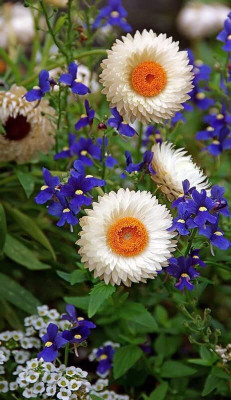 Aywal Daisy Flower Seed(50 per packet)