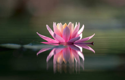 GMR lotus,kamal gatta Seed(11 per packet)