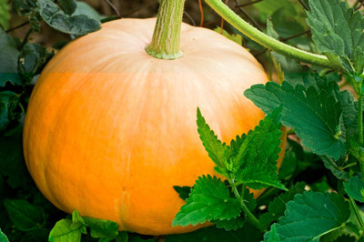 abiswas Sweet Pumpkin Seeds For Gardening Seed(70 per packet)