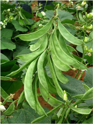 SBGARDEN Improved Sem Phali, Lima Beans Seed(105 per packet)
