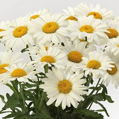 CYBEXIS KGF -71 - White Shasta Daisy Classic Heavy Blooming - (60 Seeds) Seed(60 per packet)