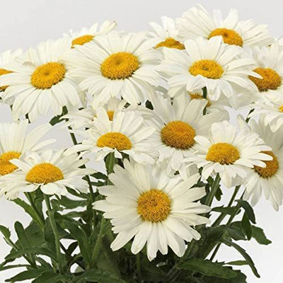 VibeX LXI-5 - White Shasta Daisy Classic Heavy Blooming - (180 Seeds) Seed(180 per packet)