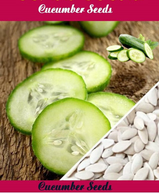 Qausain Cucumber vegetable plant seeds 10 seeds per pack. Seed(10 per packet)