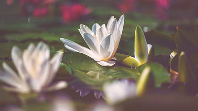 Indus lotus,kamal gatta Seed(11 per packet)