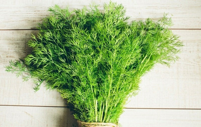Quentova Garden Fennel - Sprinter - Anet Dill/Soya-AHS-3S Seed(250 per packet)