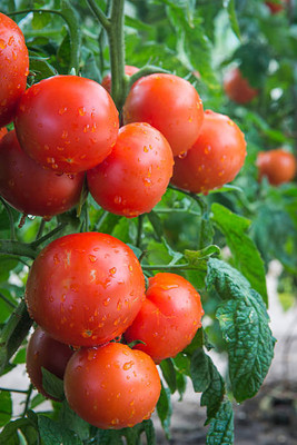 ACMS tomato Seed(130 per packet)