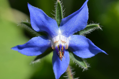 VibeX XLR-91 - Borage - (150 Seeds) Seed(150 per packet)